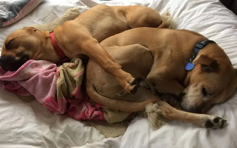 Cachorro resgatado se recusa a soltar a mão do seu pai cachorro-resgatado-se-recusa-a-soltar-a-mao-do-tutor