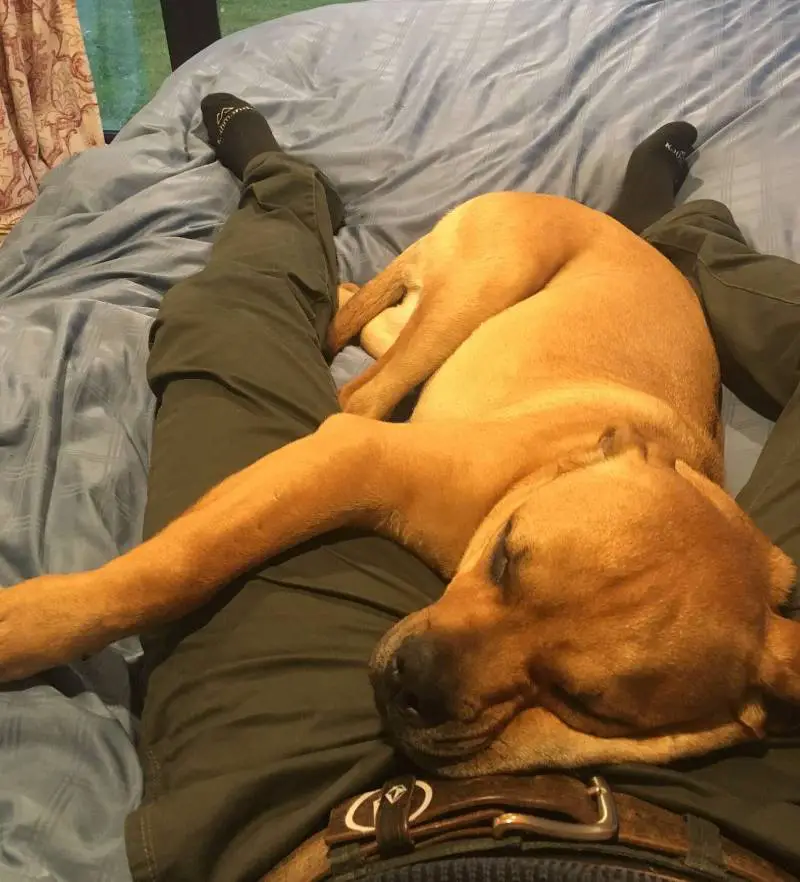 Cachorro resgatado se recusa a soltar a mão do seu pai cachorro-resgatado-se-recusa-a-soltar-a-mao-do-tutor