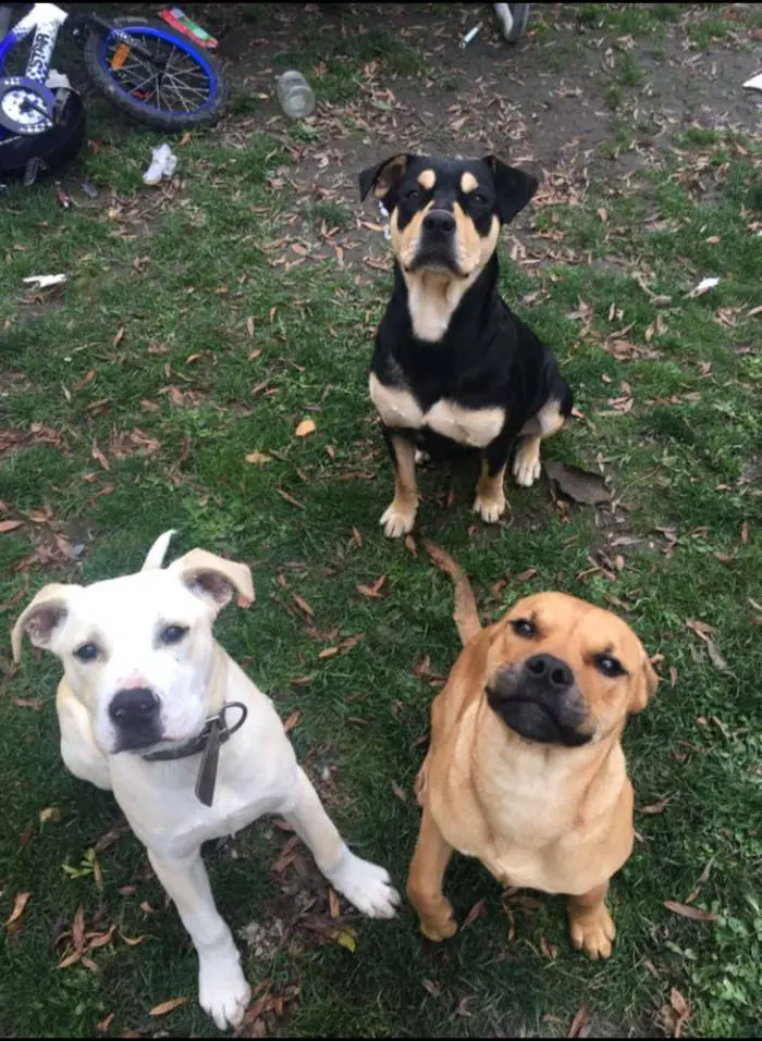 Cachorro resgatado se recusa a soltar a mão do seu pai cachorro-resgatado-se-recusa-a-soltar-a-mao-do-tutor