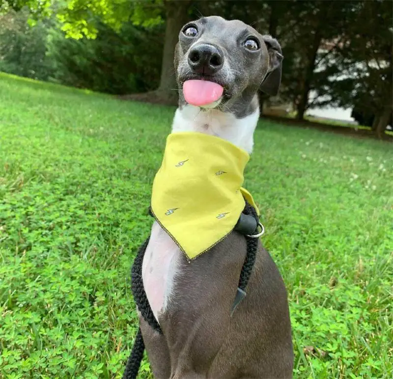 Cachorro se derrete sempre que seu pai tenta tirar uma foto com ele