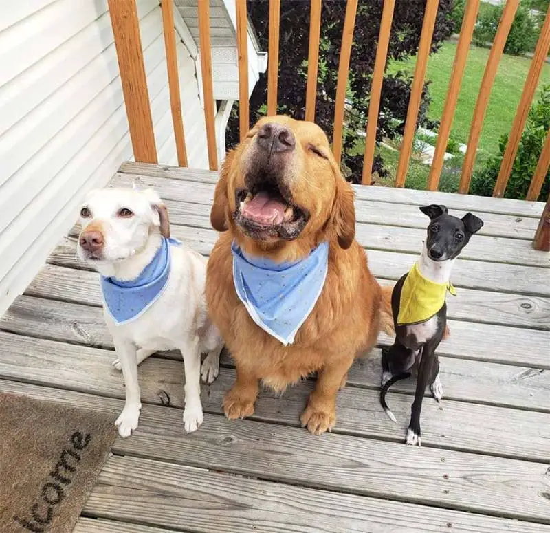 Cachorro se derrete sempre que seu pai tenta tirar uma foto com ele Cachorro se derrete sempre que seu pai tenta tirar uma foto com ele
