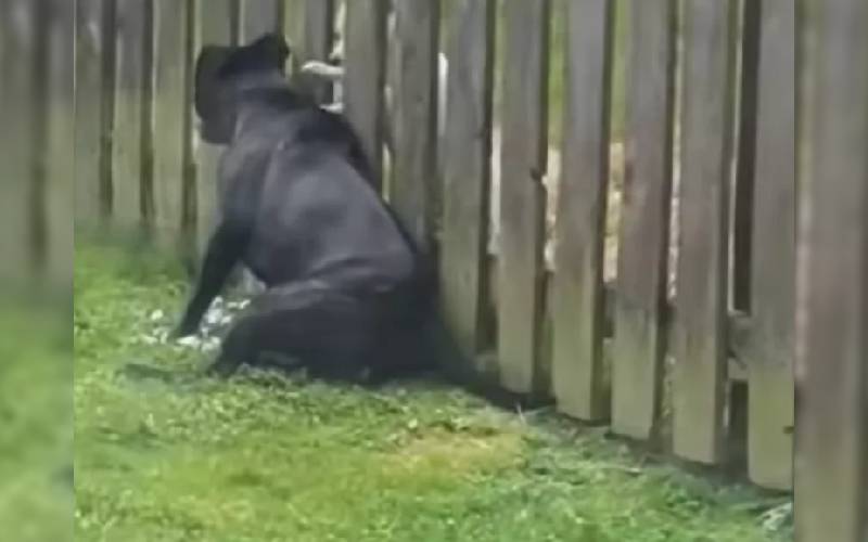 Cachorro idoso vai à cerca todos os dias para receber uma deliciosa massagem do cachorrinho vizinho cachorro-senior-faz-amizade-com-o-cachorro-vizinho