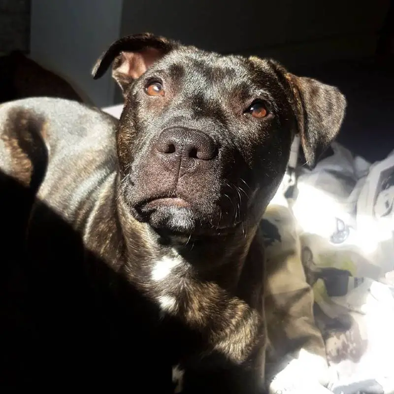 Cachorro idoso vai à cerca todos os dias para receber uma deliciosa massagem do cachorrinho vizinho cachorro-senior-faz-amizade-com-o-cachorro-vizinho