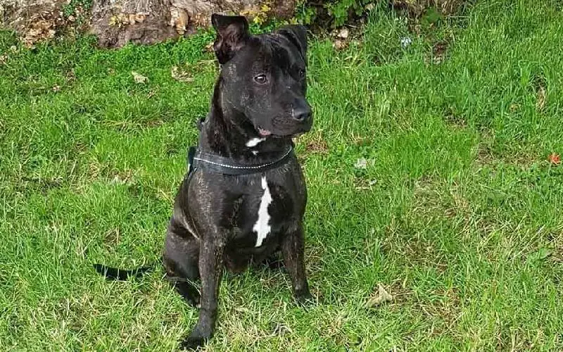 Cachorro idoso vai à cerca todos os dias para receber uma deliciosa massagem do cachorrinho vizinho cachorro-senior-faz-amizade-com-o-cachorro-vizinho