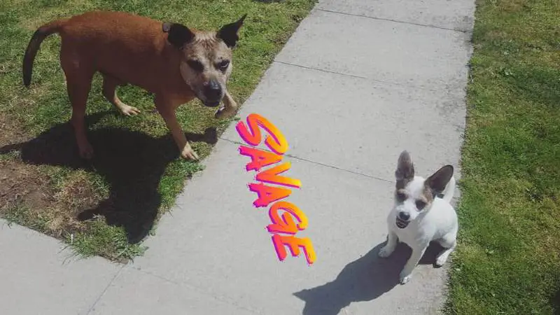 Cachorro idoso vai à cerca todos os dias para receber uma deliciosa massagem do cachorrinho vizinho cachorro-senior-faz-amizade-com-o-cachorro-vizinho