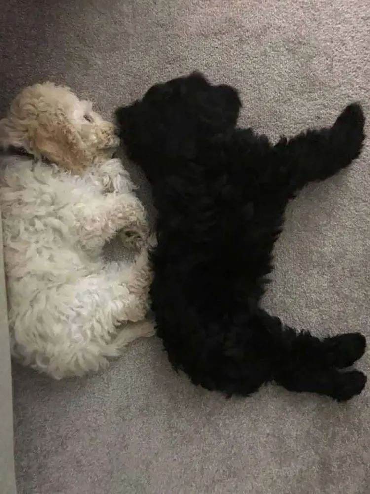 Dois cachorros irmãos se encontram e se reconhecem imediatamente cachorros-irmaos-se-encontram-e-se-reconhecem-imediatamente