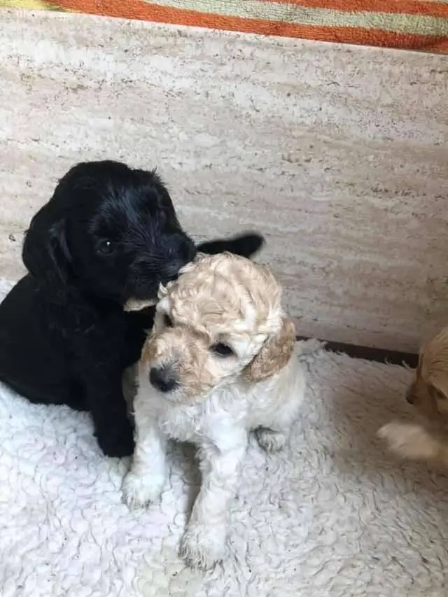 Dois cachorros irmãos se encontram e se reconhecem imediatamente cachorros-irmaos-se-encontram-e-se-reconhecem-imediatamente