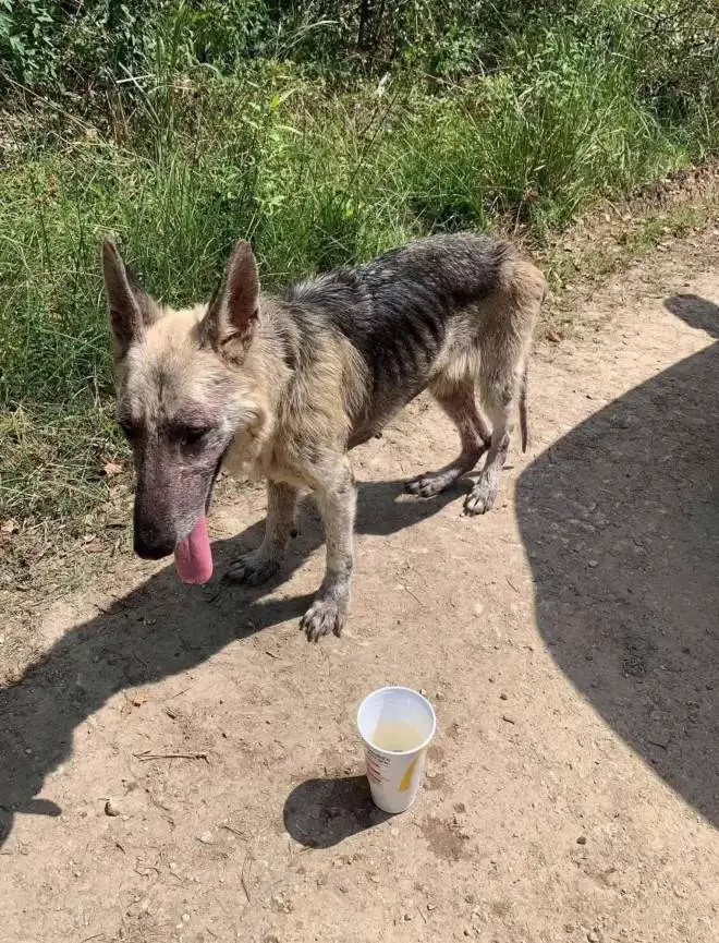 cadela-resgatada-descobre-um-novo-jeito-de-pedir-comida