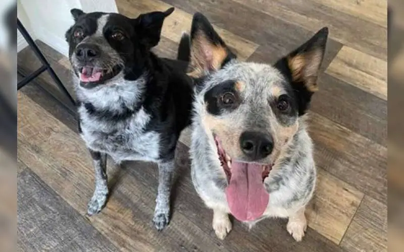 Dois cães inteligentes inventam um novo jeito de brincar de pegar a bola Dois cães inteligentes inventam um novo jeito de brincar de pegar a bola