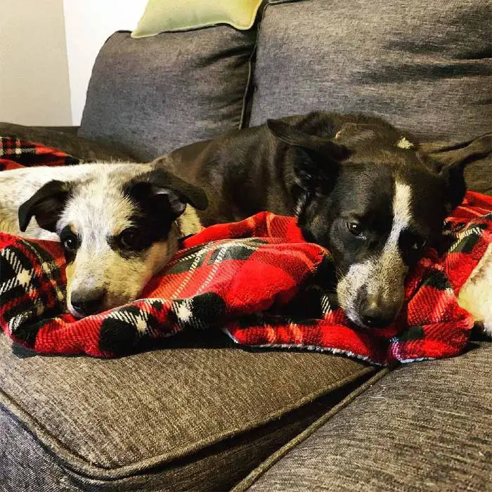 Dois cães inteligentes inventam um novo jeito de brincar de pegar a bola Dois cães inteligentes inventam um novo jeito de brincar de pegar a bola