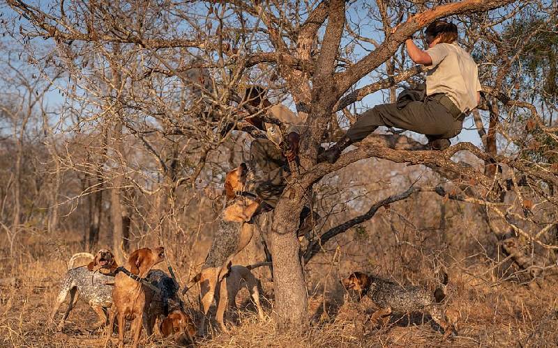 Cães treinados salvam mais de 40 rinocerontes da ação de caçadores