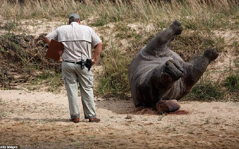 Cães treinados salvam mais de 40 rinocerontes da ação de caçadores