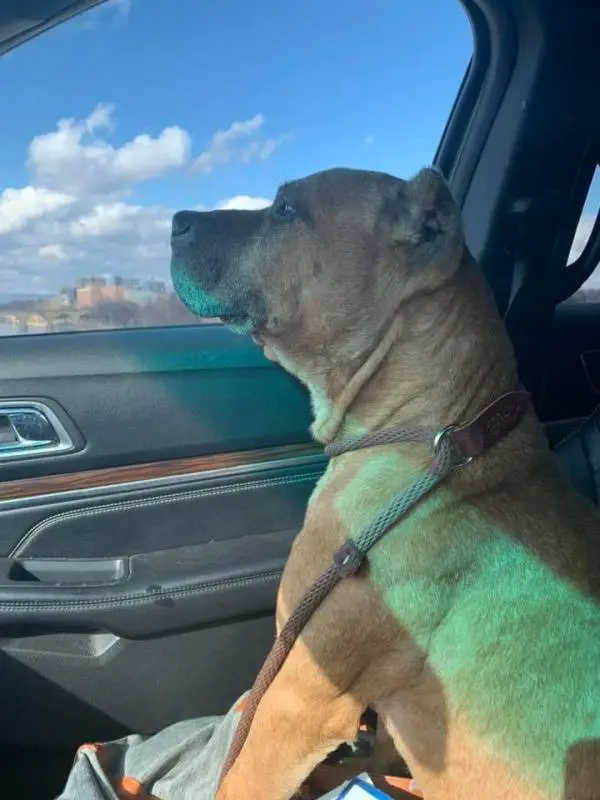 Cãozinho abandonado esperou por 2 semanas na porta por sua família que mudou de casa sem levá-lo cao-abandonado-em-mudanca-espera-a-familia