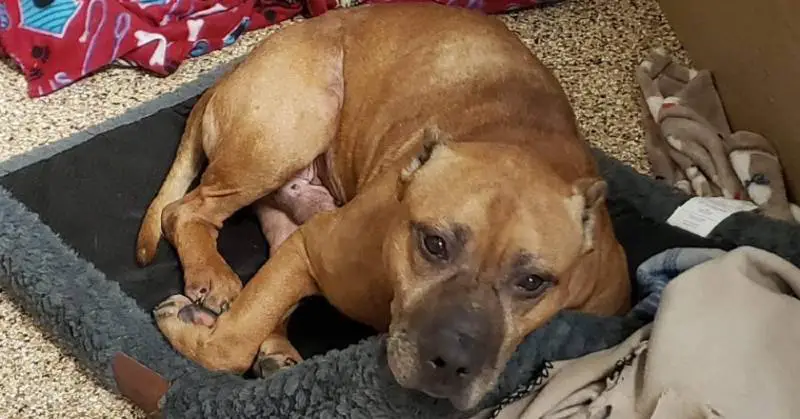 Cãozinho abandonado esperou por 2 semanas na porta por sua família que mudou de casa sem levá-lo cao-abandonado-em-mudanca-espera-a-familia