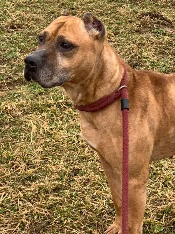 Cãozinho abandonado esperou por 2 semanas na porta por sua família que mudou de casa sem levá-lo cao-abandonado-em-mudanca-espera-a-familia