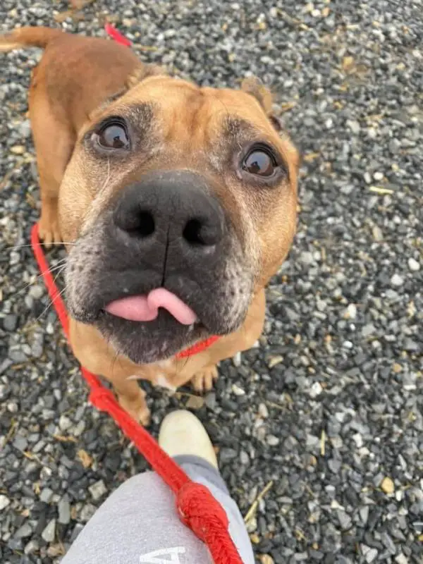 Cãozinho abandonado esperou por 2 semanas na porta por sua família que mudou de casa sem levá-lo cao-abandonado-em-mudanca-espera-a-familia