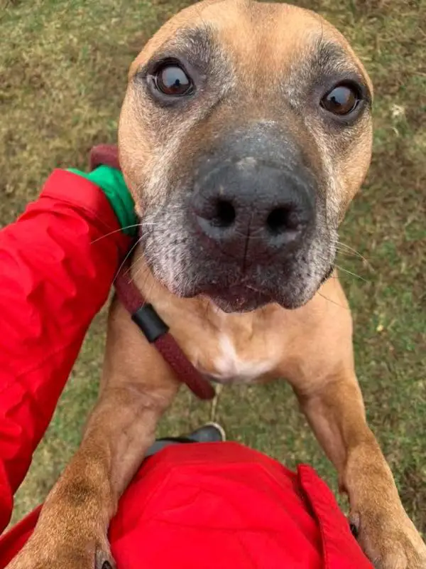 Cãozinho abandonado esperou por 2 semanas na porta por sua família que mudou de casa sem levá-lo cao-abandonado-em-mudanca-espera-a-familia