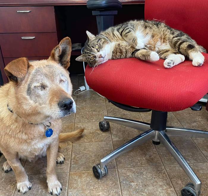 Cão cego e seu "gato-guia" conquistam uma nova família