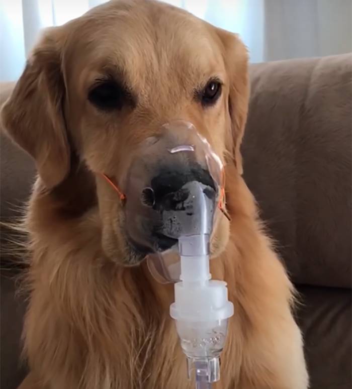 Cão doente obedece à mãe e usa máscara respiratória sem reclamar
