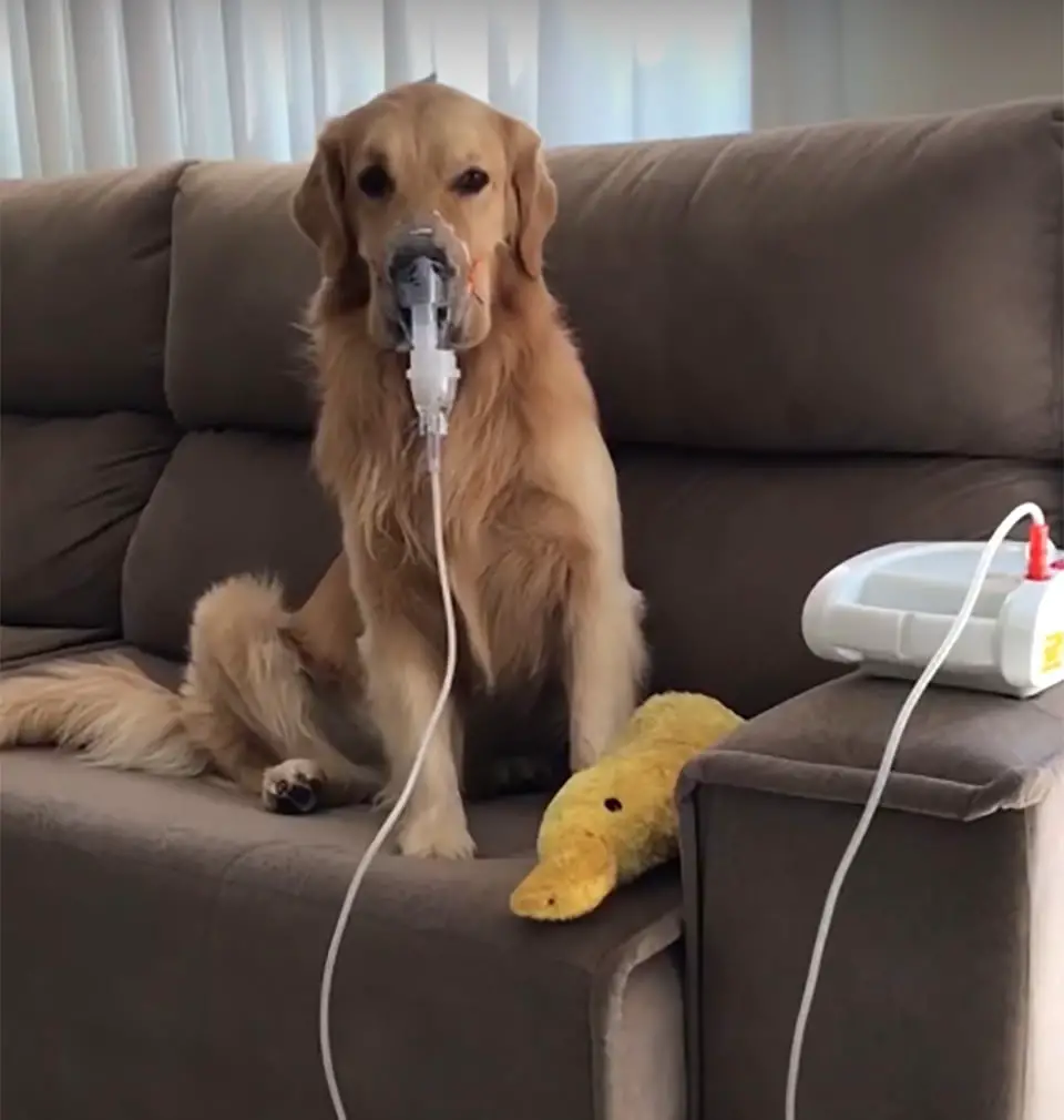 Cão doente obedece à mãe e usa máscara respiratória sem reclamar Cão doente obedece à mãe e usa máscara respiratória sem reclamar