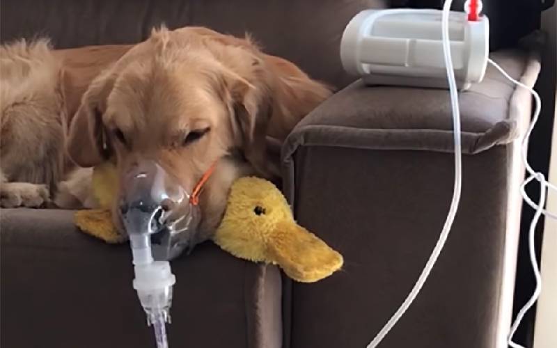 Cão doente obedece à mãe e usa máscara respiratória sem reclamar