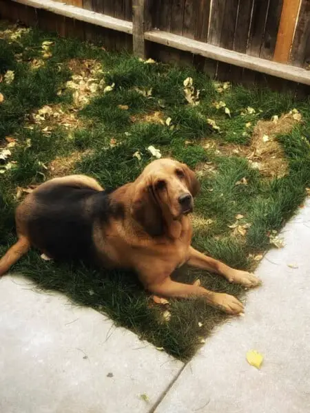 Cão resgatado ganha um quintal de presente da sua mãe cao-resgatado-ganha-um-quintal-de-presente