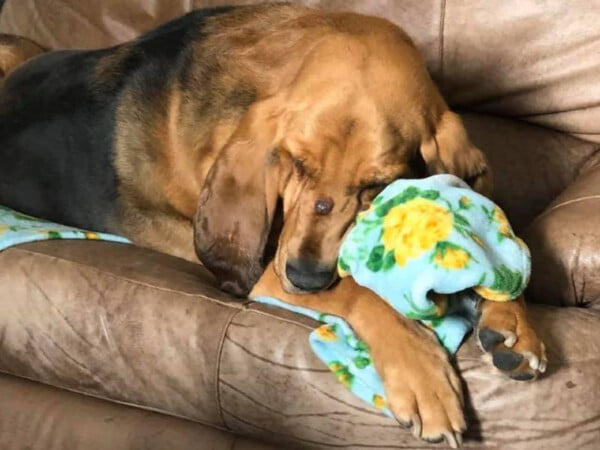 Cão resgatado ganha um quintal de presente da sua mãe cao-resgatado-ganha-um-quintal-de-presente