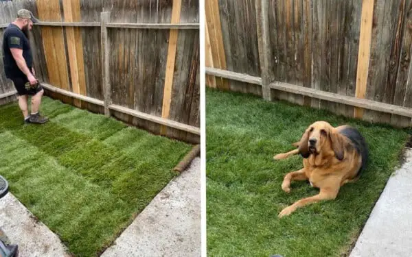 Cão resgatado ganha um quintal de presente da sua mãe cao-resgatado-ganha-um-quintal-de-presente