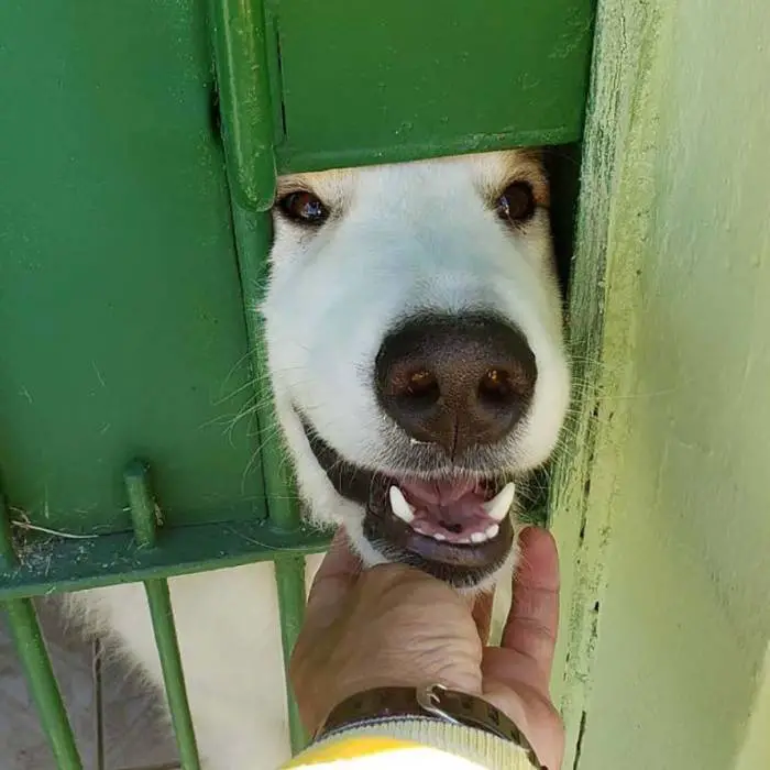 Carteiro tira selfies com todos os animais que encontra no caminho e faz sucesso na internet carteiro-tira-selfies-com-todos-os-animais-que-encontra-no-caminho