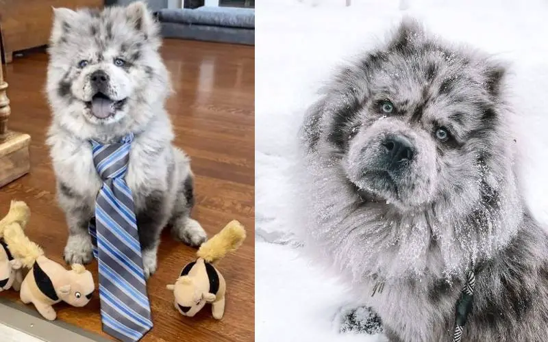 Chief, o chow chow que faz sucesso na internet e recebe o apelido de nuvem de Oreo Chief, o chow chow que faz sucesso na internet e recebe o apelido de nuvem de Oreo