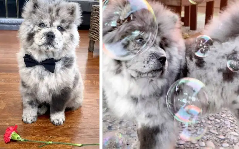 Chief, o chow chow que faz sucesso na internet e recebe o apelido de nuvem de Oreo Chief, o chow chow que faz sucesso na internet e recebe o apelido de nuvem de Oreo