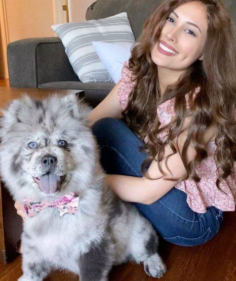 Chief, o chow chow que faz sucesso na internet e recebe o apelido de nuvem de Oreo Chief, o chow chow que faz sucesso na internet e recebe o apelido de nuvem de Oreo