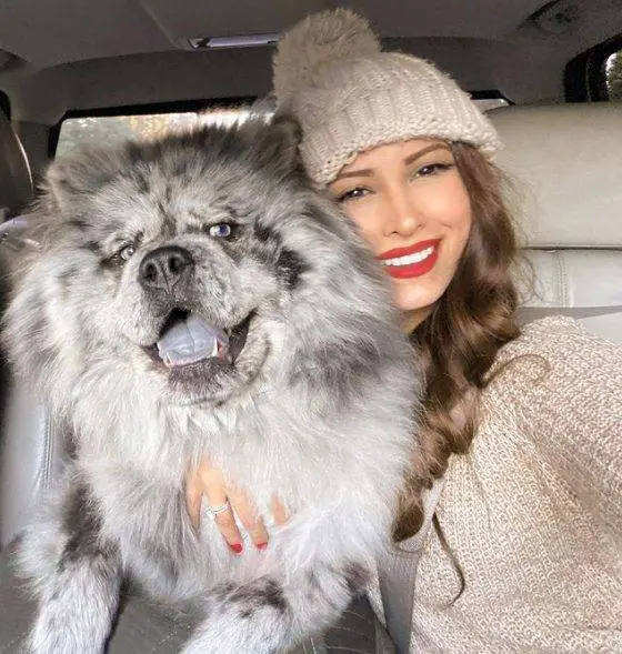 Chief, o chow chow que faz sucesso na internet e recebe o apelido de nuvem de Oreo Chief, o chow chow que faz sucesso na internet e recebe o apelido de nuvem de Oreo