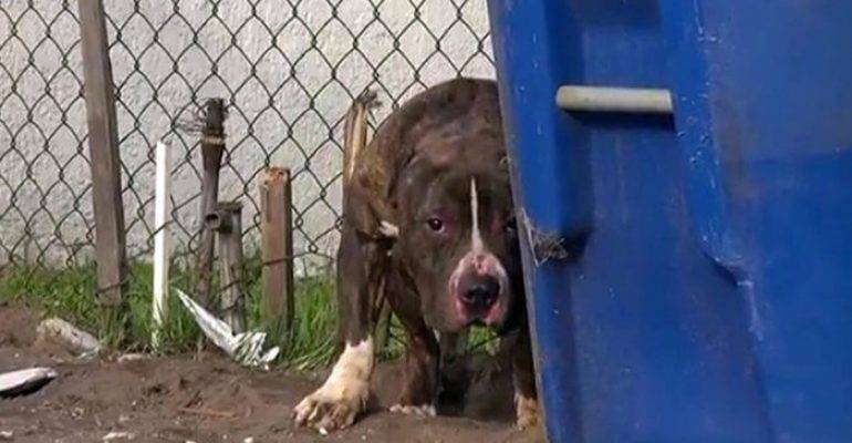 Crianças atiram pedras em pitbull abandonado que só queria um lar para dar e receber amor criancas-atiram-pedras-em-pitbull-abandonado