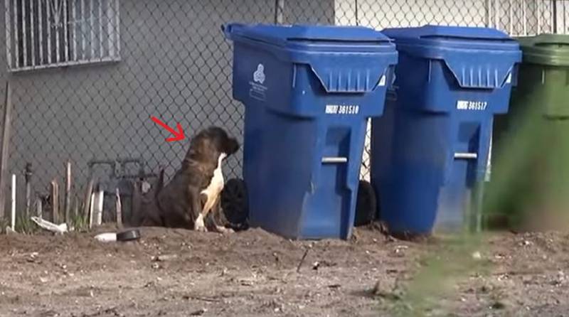 Crianças atiram pedras em pitbull abandonado que só queria um lar para dar e receber amor criancas-atiram-pedras-em-pitbull-abandonado