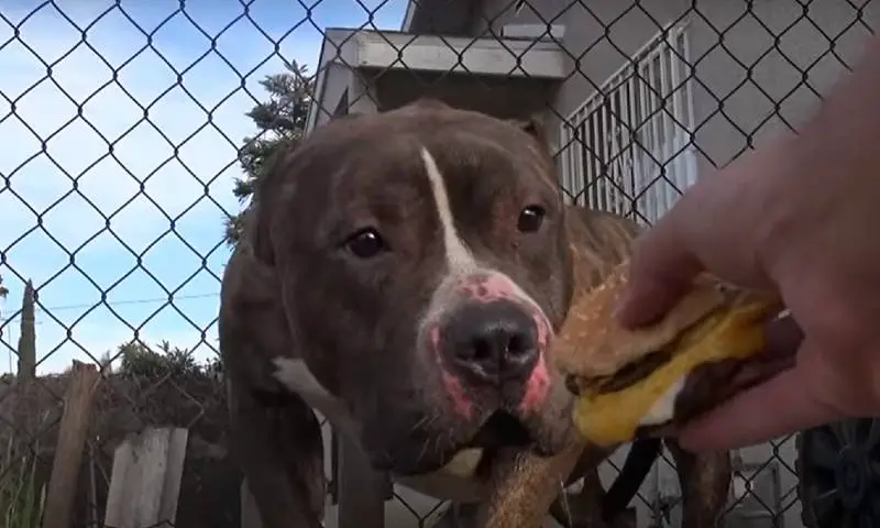 Crianças atiram pedras em pitbull abandonado que só queria um lar para dar e receber amor criancas-atiram-pedras-em-pitbull-abandonado