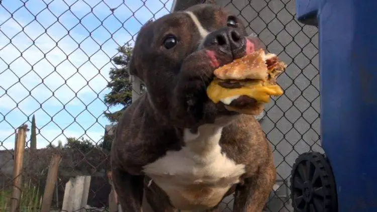 Crianças atiram pedras em pitbull abandonado que só queria um lar para dar e receber amor criancas-atiram-pedras-em-pitbull-abandonado