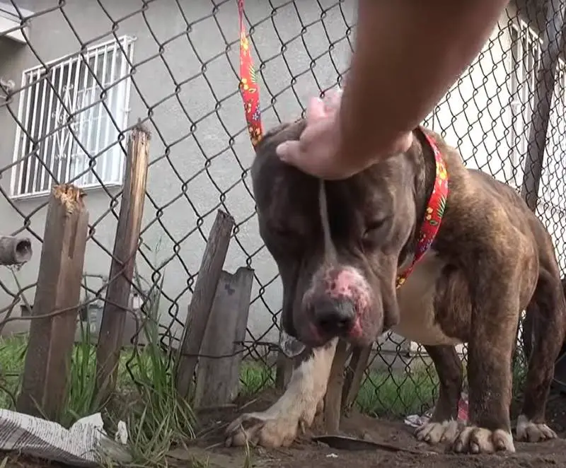 Crianças atiram pedras em pitbull abandonado que só queria um lar para dar e receber amor criancas-atiram-pedras-em-pitbull-abandonado