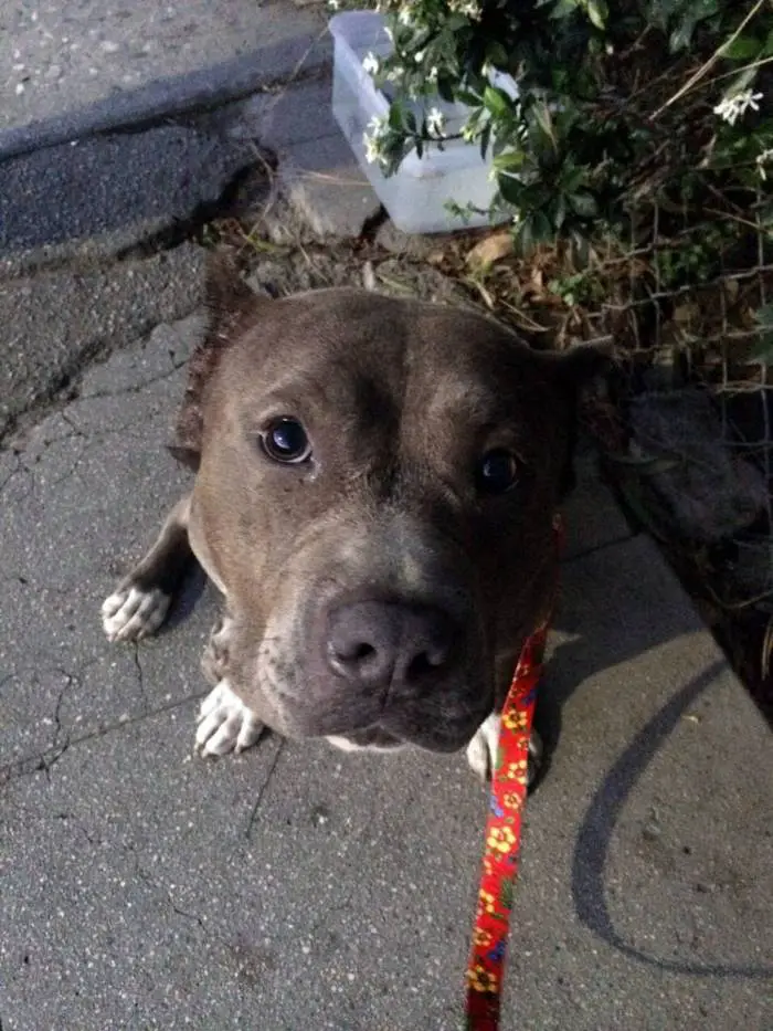 Crianças atiram pedras em pitbull abandonado que só queria um lar para dar e receber amor criancas-atiram-pedras-em-pitbull-abandonado