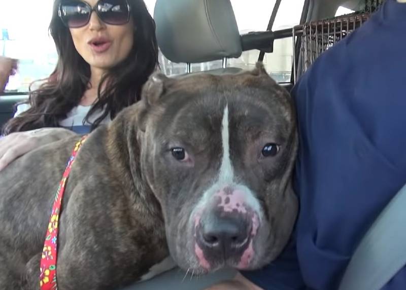 Crianças atiram pedras em pitbull abandonado que só queria um lar para dar e receber amor criancas-atiram-pedras-em-pitbull-abandonado