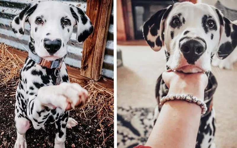 Dálmata faz sucesso na internet com seu focinho em formato de coração dalmata-com-o-coracao-no-focinho