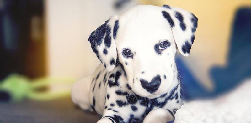 Dálmata faz sucesso na internet com seu focinho em formato de coração dalmata-com-o-coracao-no-focinho
