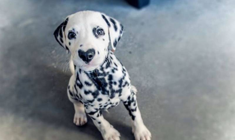 Dálmata faz sucesso na internet com seu focinho em formato de coração dalmata-com-o-coracao-no-focinho