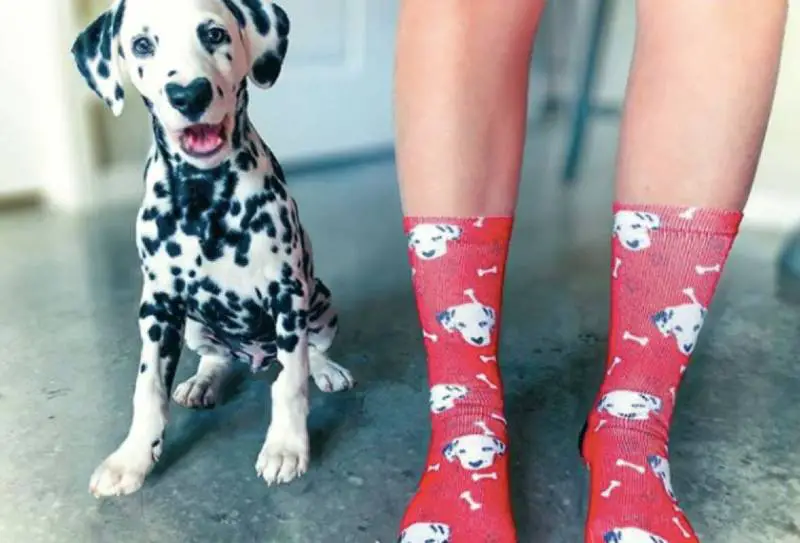 Dálmata faz sucesso na internet com seu focinho em formato de coração dalmata-com-o-coracao-no-focinho