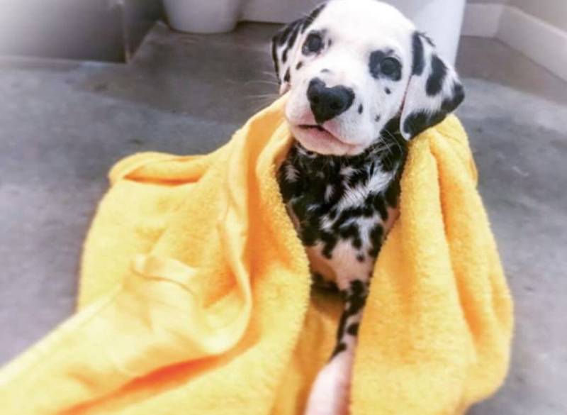 Dálmata faz sucesso na internet com seu focinho em formato de coração dalmata-com-o-coracao-no-focinho