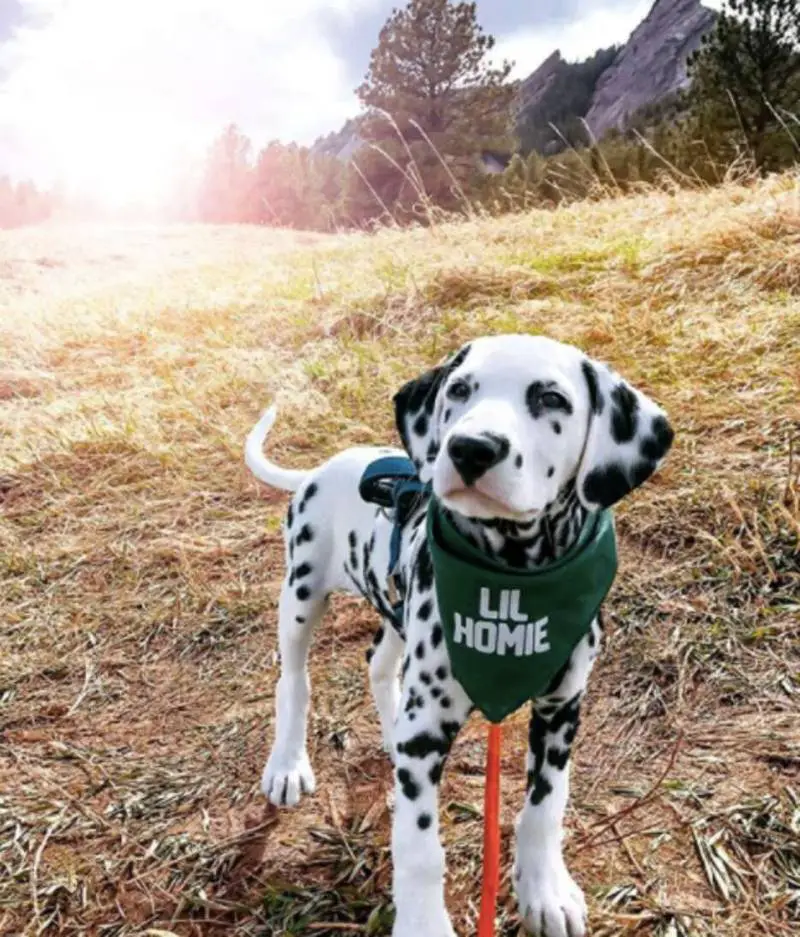 Dálmata faz sucesso na internet com seu focinho em formato de coração dalmata-com-o-coracao-no-focinho