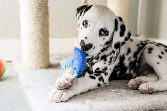 Dálmata faz sucesso na internet com seu focinho em formato de coração dalmata-com-o-coracao-no-focinho