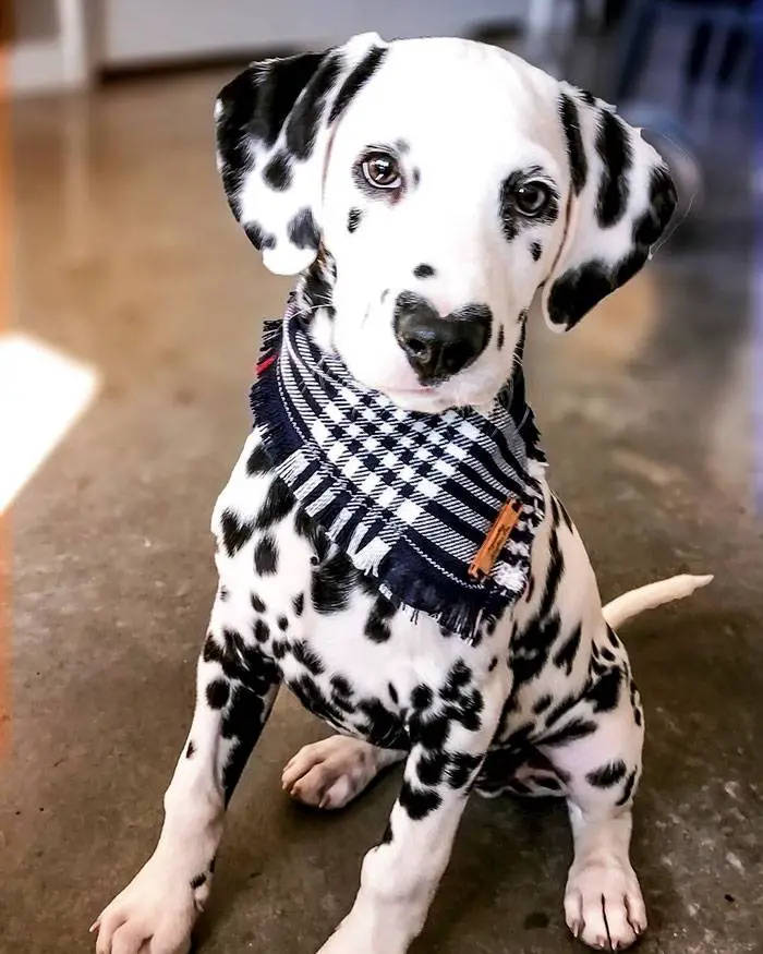 Dálmata faz sucesso na internet com seu focinho em formato de coração dalmata-com-o-coracao-no-focinho