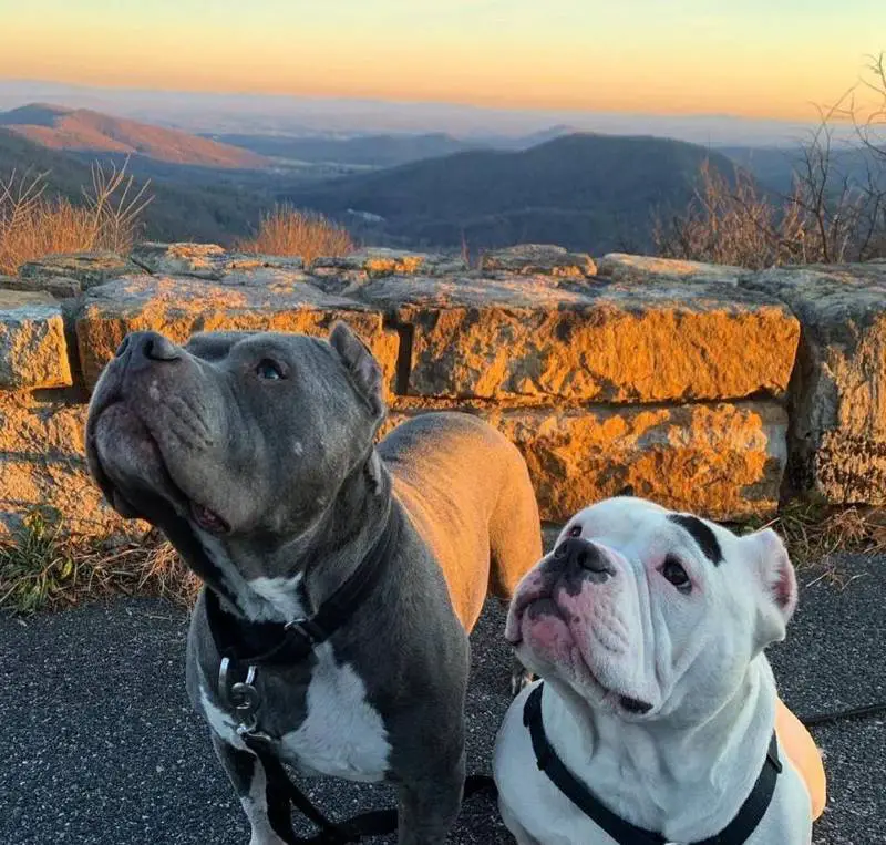 Dois cães se confortam quando são resgatados após a morte de seu responsável dois-caes-se-confortam-depois-de-acidente-fatal