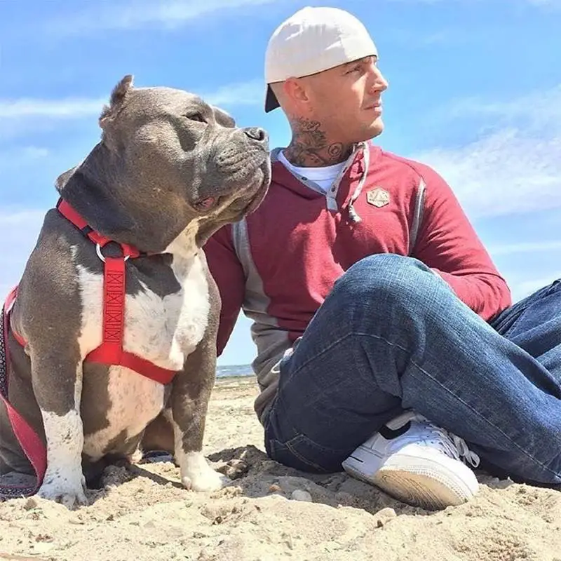 Dois cães se confortam quando são resgatados após a morte de seu responsável dois-caes-se-confortam-depois-de-acidente-fatal